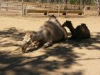 Camel with Baby.JPG (64 KB)
